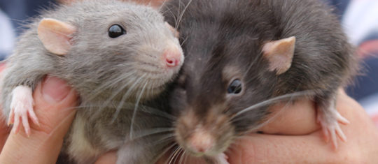 Lutter contre les rats